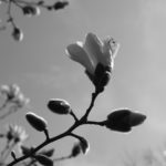 Magnolia sprookje